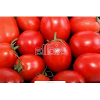 Семена помидоров